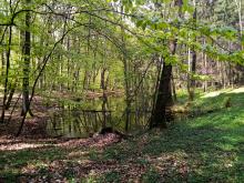 Pięć nowych rezerwatów przyrody w woj. kujawsko-pomorskiego na terenach nadleśnictw